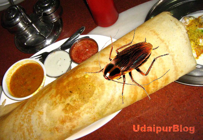Dosa Cockroach Udaipur