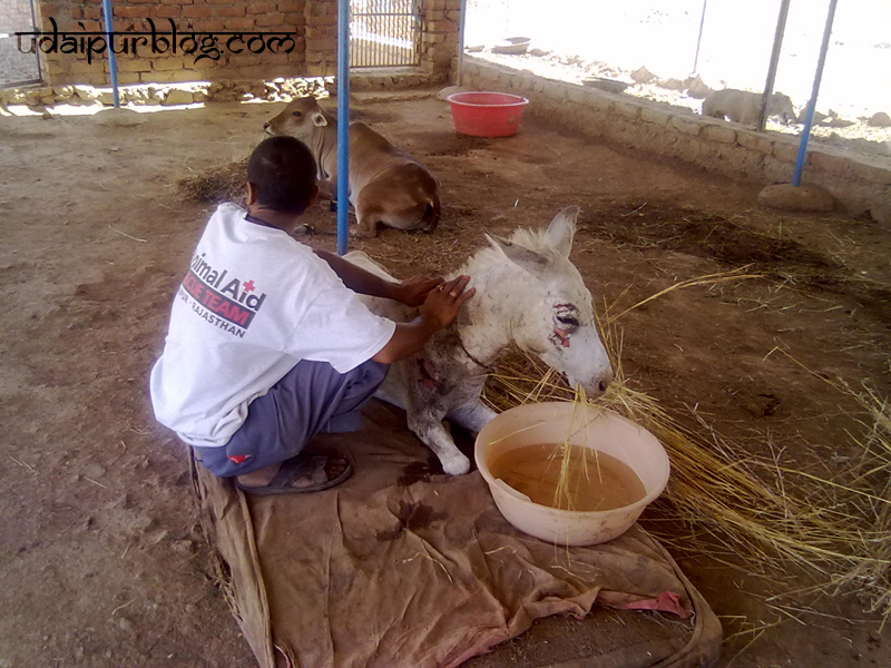 Animal Aid Unlimited | UdaipurBlog