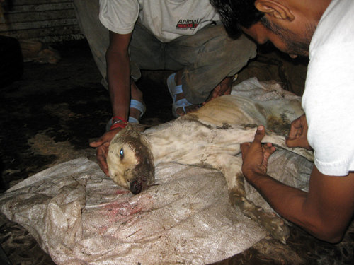 Animal Aid Udaipur