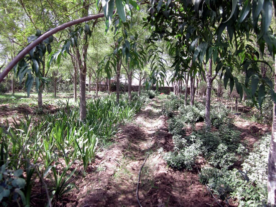 Plant Kingdom Udaipur