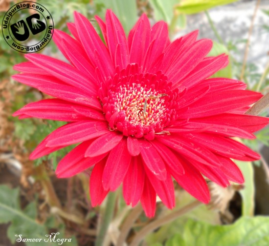 Gerbera - Sameer Mogra