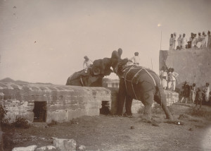 Elephant fight, Odeypur