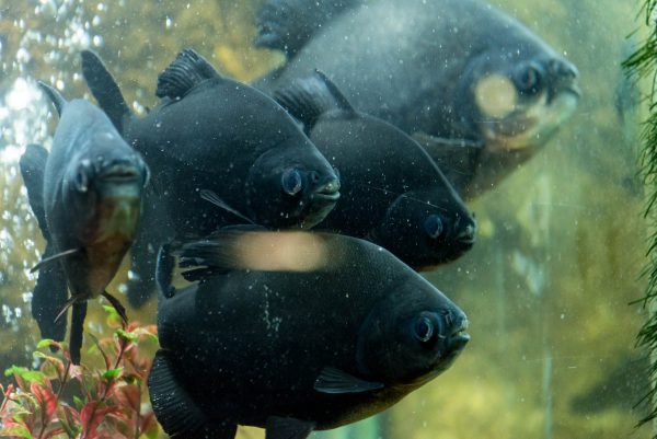 The Largest Fish Aquarium in India- 'Under The Sun' Aquarium, Udaipur |  UdaipurBlog