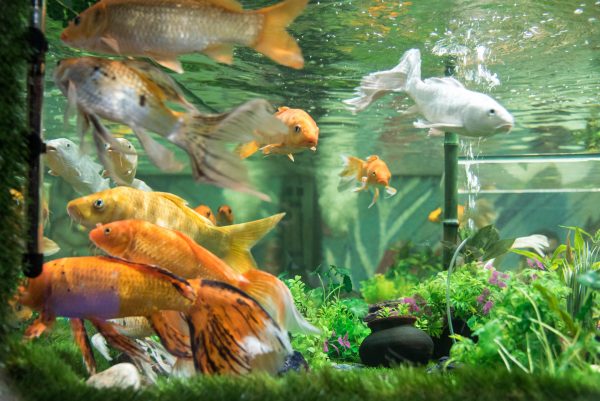 Fish Aquarium Udaipur