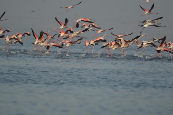Udaipur: Bird Lover's Paradise!