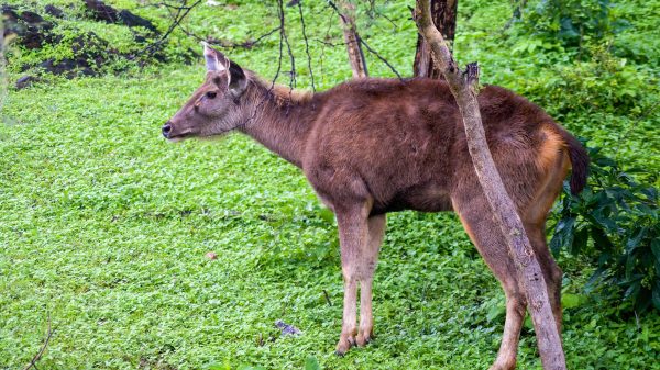 Sajjangarh Biological Park (zoological garden) in Udaipur | UdaipurBlog