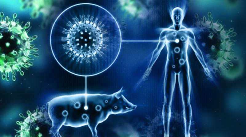 Combating Swine Flu - Myths, Symptoms, and Precautions