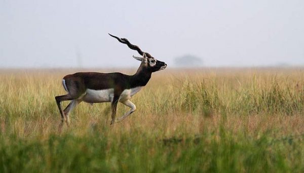 Wildlife Sanctuaries and Nature Parks Udaipur