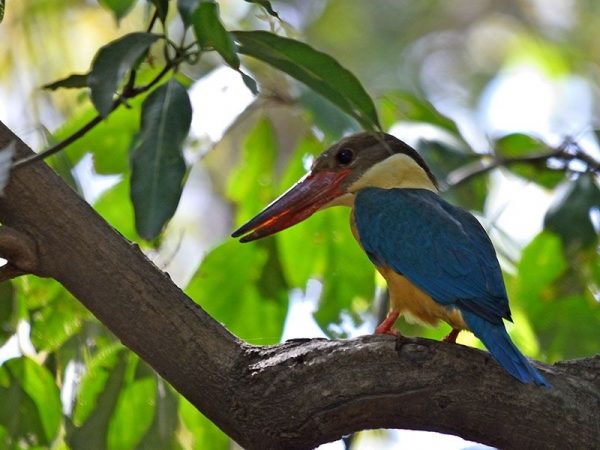 Sitamata Wildlife Sanctuary – Birding Tours in Udaipur