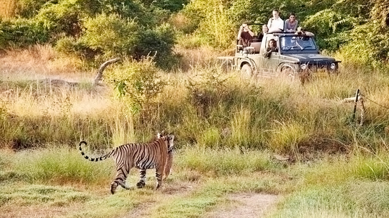 Kumbhalgarh Tiger Reserve
