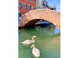 River of Venice which experienced return of aqua life because of Coronavirus