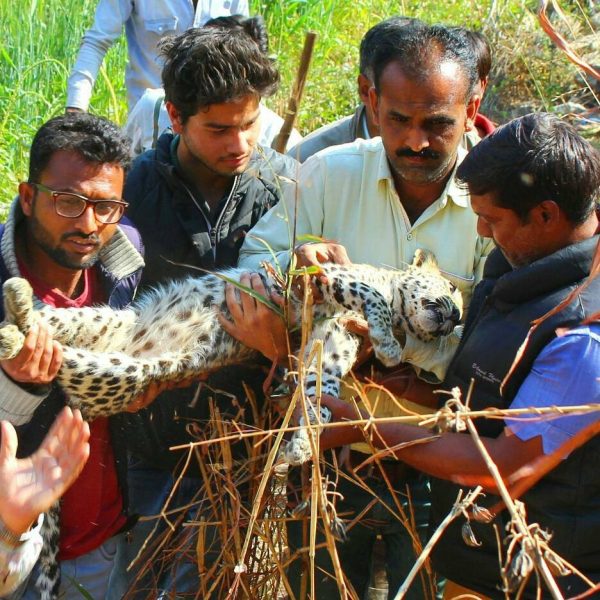 Animal Rescue in Udaipur