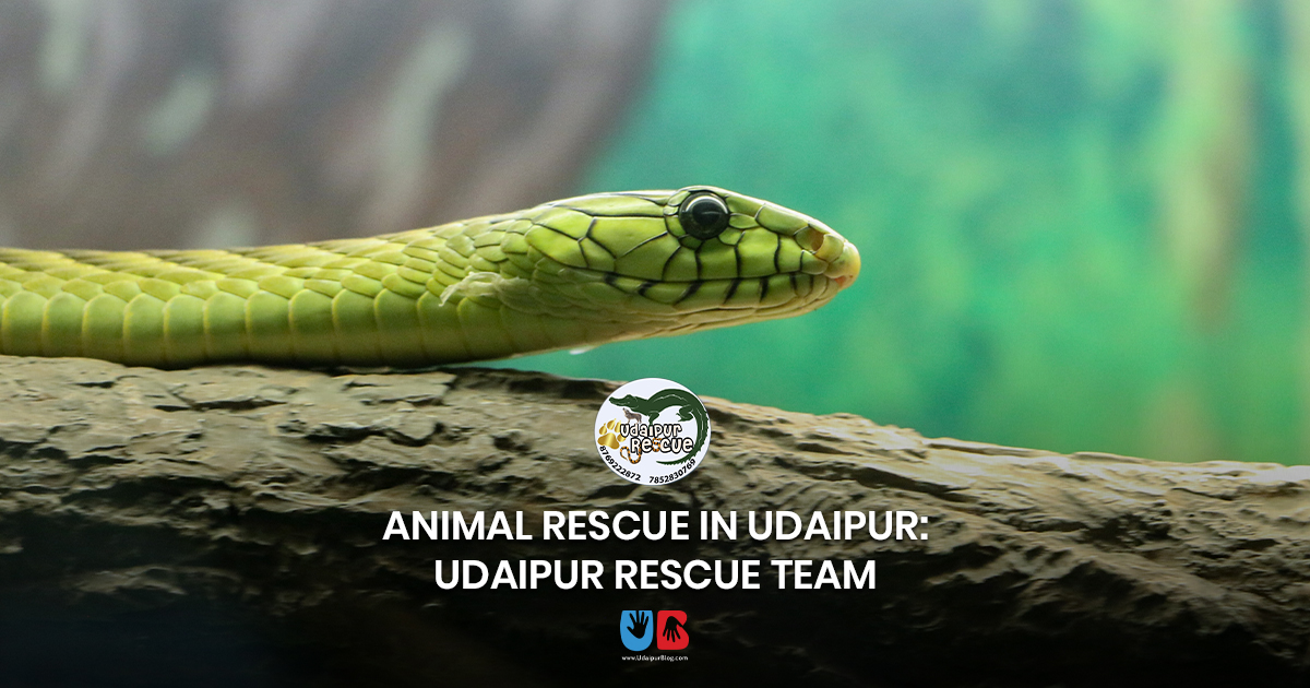 Animal Rescue in Udaipur: Udaipur Rescue Team - UdaipurBlog