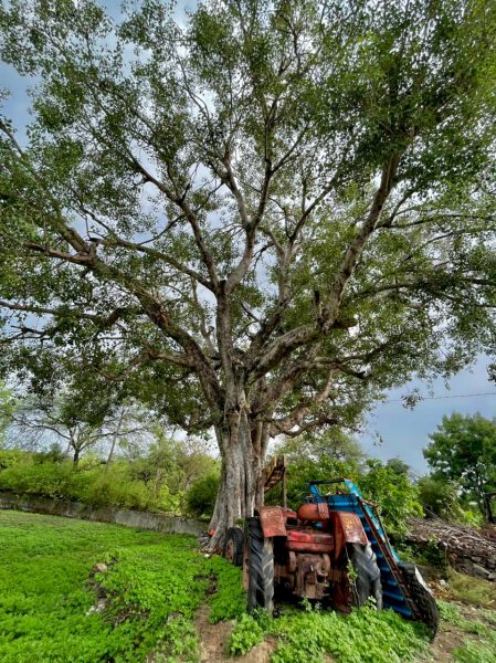 abandones tractor